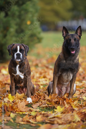 Belgian Shepherd Malinois dog and brindle Boxer dog posing outdoors sitting together on fallen maple leaves in autumn