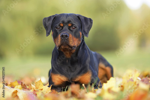 Adorable black and tan Rottweiler dog posing outdoors lying down on fallen maple leaves in autumn