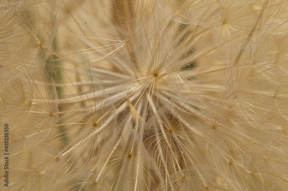 Fototapeta premium Dandelion