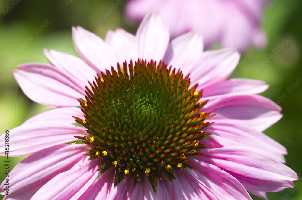 Eastern Purple Coneflower