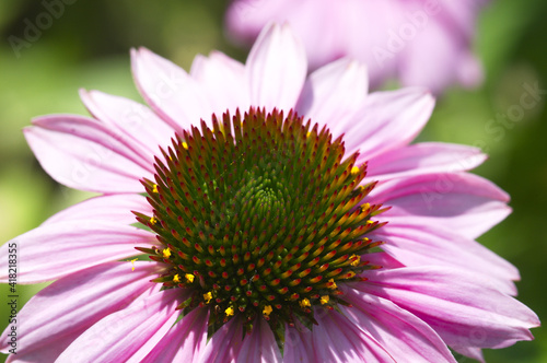 Eastern Purple Coneflower