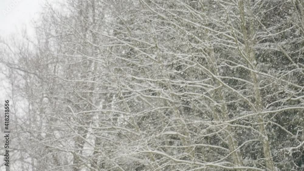 The trees covered with snow in the forest during the heavy snowfall in the winter