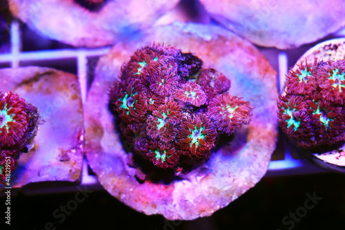 Pink Polyps of Blastomussa Meletti LPS coral on frag plug photo