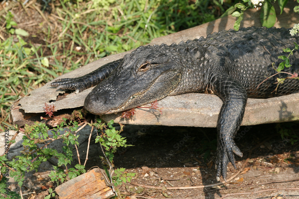 Obraz premium American Alligator - A. mississippiensis - warming in sun beside pond in Florida.