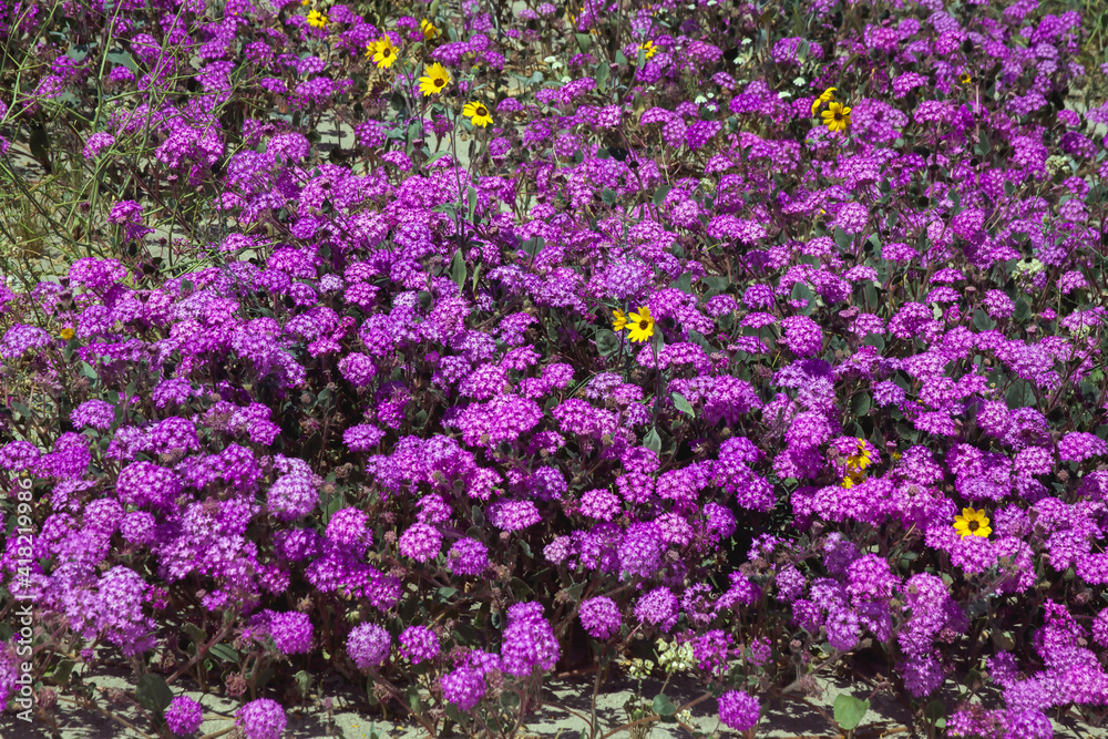 Wildflowers, San Jacinto Mountain, Palm Springs California Wildflowers, San Jacinto Mountain, Palm Springs California