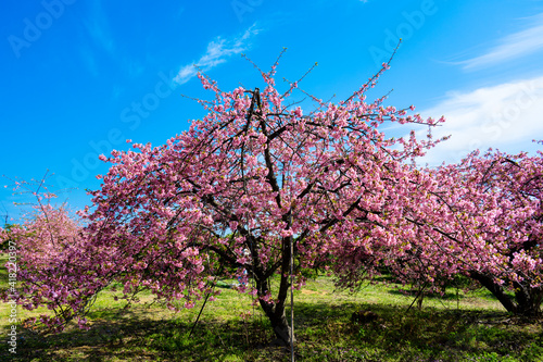 豊前の河津桜