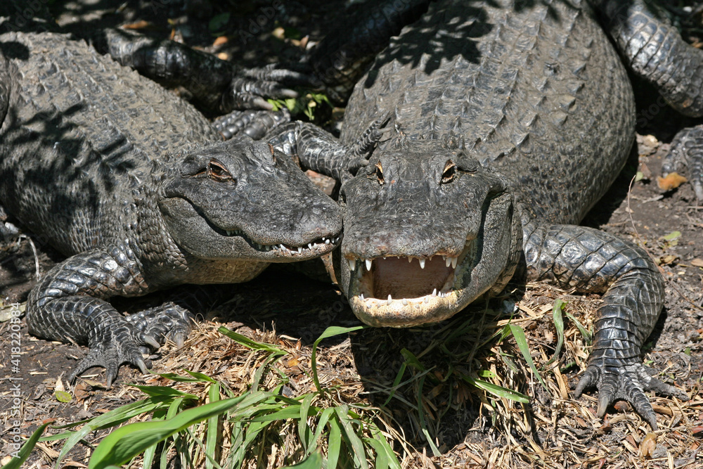 Fototapeta premium Smiling American Alligators - A. mississippiensis - sunning beside Florida swamp.