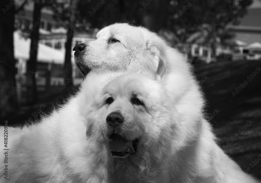 Great Pyrenees at the park.