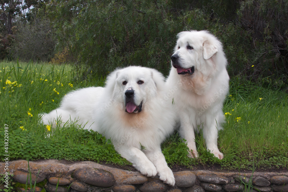 Great Pyrenees in a field of mustard flowers. Great Pyrenees in a field of mustard flowers.