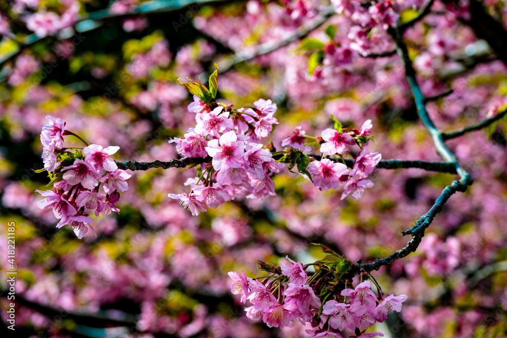 津久見の河津桜 津久見の河津桜
