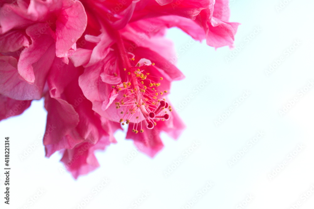 Fototapeta premium Pretty in Pink