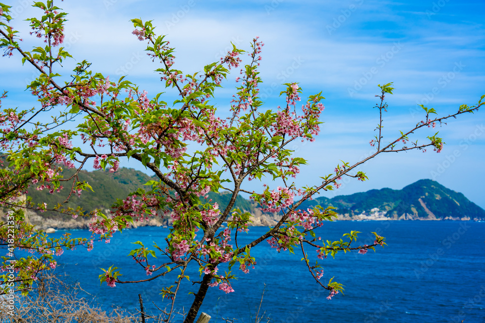 津久見の河津桜