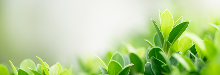 Closeup of green nature leaf on blurred greenery background in garden with bokeh and copy space using as background cover page concept.