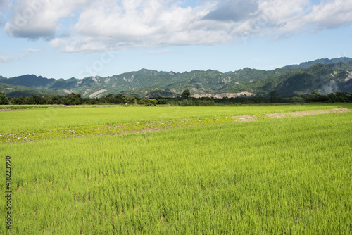 green paddy farm