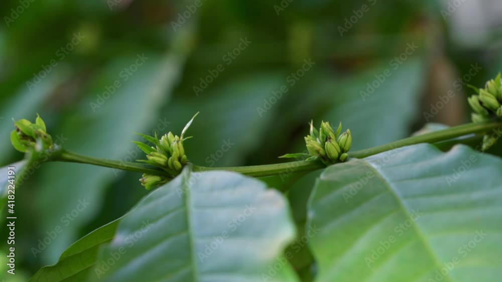 Coffee blossom on green nature bokeh, Coffee blossom on Coffee tree in Organic Farm. Coffee blossom on green nature bokeh, Coffee blossom on Coffee tree in Organic Farm.
