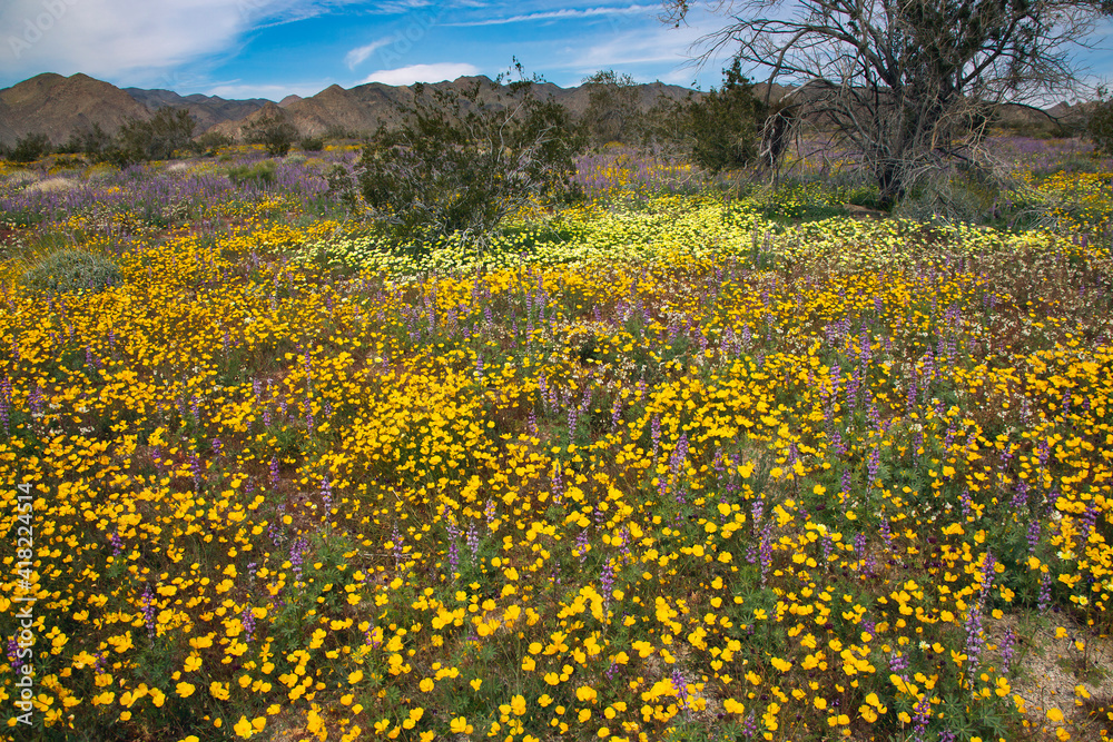 Fototapeta premium Super bloom Wildflowers, Joshua Tree National Park, California
