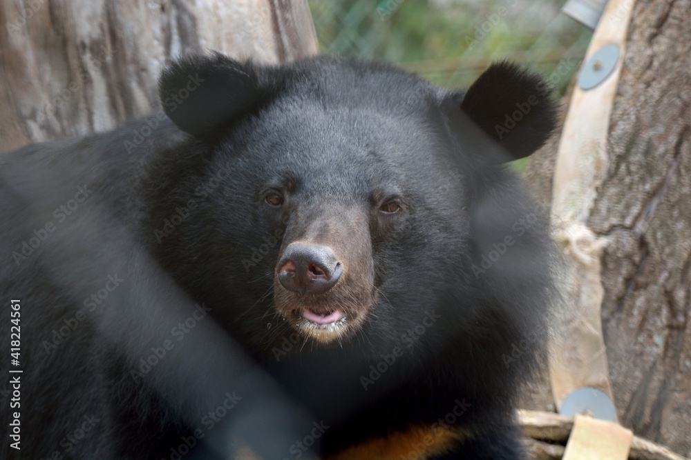 Taiwan black bear (Ursus thibetanus formosanus) in Hsinchu Zoo, Taiwan. Taiwan black bear (Ursus thibetanus formosanus) in Hsinchu Zoo, Taiwan.