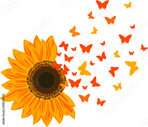 Girasol, Mariposas