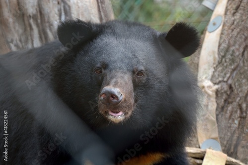 Taiwan black bear (Ursus thibetanus formosanus) in Hsinchu Zoo, Taiwan. © chienmuhou
