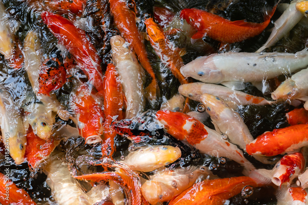 Koi fish or carp fish swimming  in pond