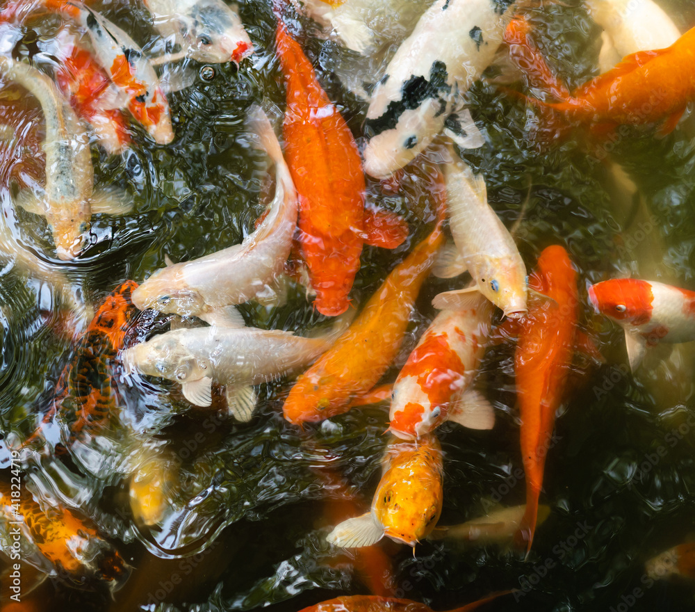Koi fish or carp fish swimming in pond Koi fish or carp fish swimming in pond