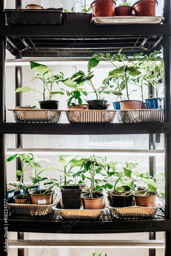 Indoor Garden Plant Starts under Lights