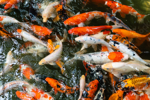 Koi fish or carp fish swimming in pond