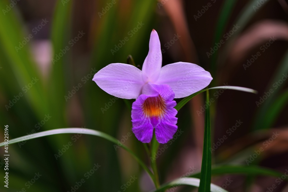 Arundina graminifolia (Arundina graminifolia) is commonly grown in the mountainous areas of Taiwan Arundina graminifolia (Arundina graminifolia) is commonly grown in the mountainous areas of Taiwan