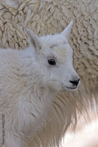 USA, Colorado, Mount Evans. Mountain goat kid next to mother.