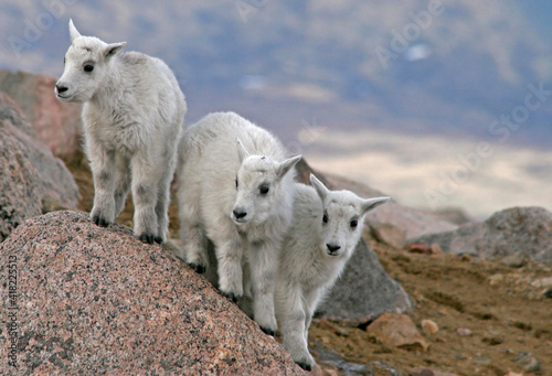 USA, Colorado, Mount Evans. Mountain goat kids playing King of the Boulder.