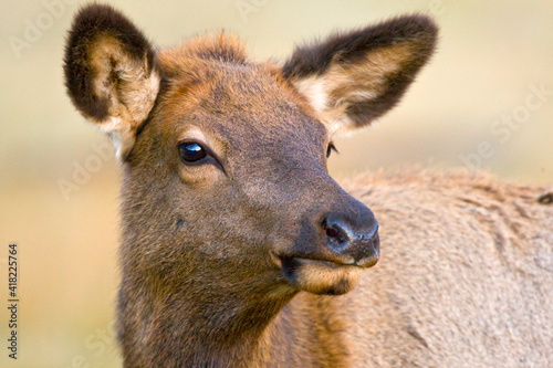 USA, Colorado, Rocky Mountain National Park. Portrait of female elk.