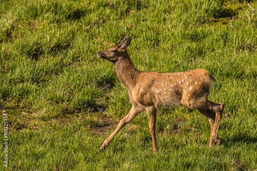 Fototapeta Naklejka Na Ścianę i Meble -  USA, Colorado, Rocky Mountain National Park. Close-up of elk calf.