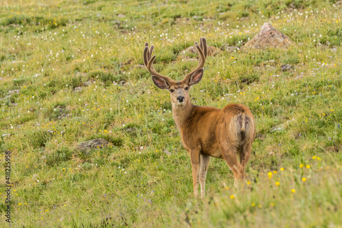 USA  Colorado  Rocky Mountain National Park. Mule deer buck with velvet antlers.