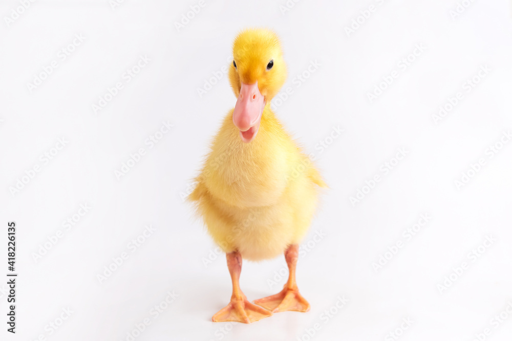 One newborn duckling on a white isolated background. One newborn duckling on a white isolated background.