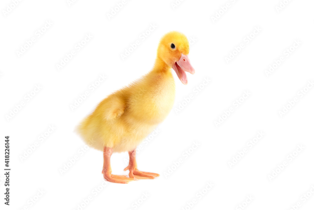 One newborn duckling on a white isolated background. One newborn duckling on a white isolated background.