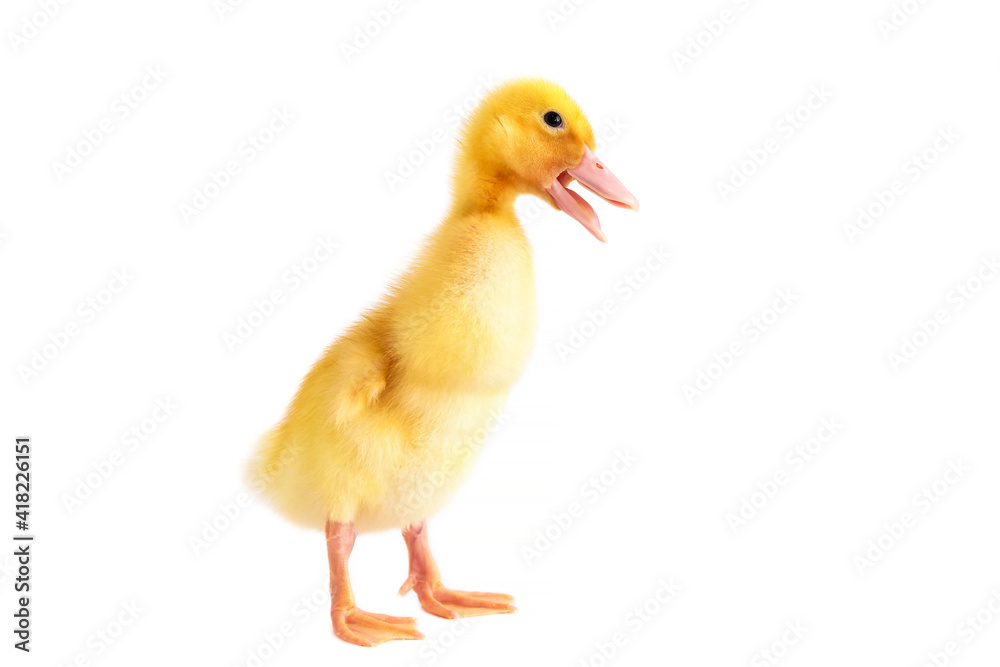 Yellow duckling on a white isolated background. Yellow duckling on a white isolated background.