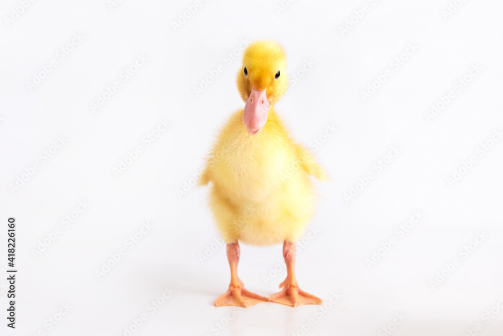 Fototapeta premium Yellow duckling on a white isolated background.