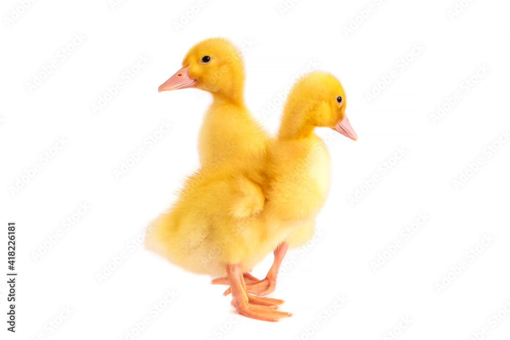 Two yellow ducklings on a white isolated background. Two yellow ducklings on a white isolated background.