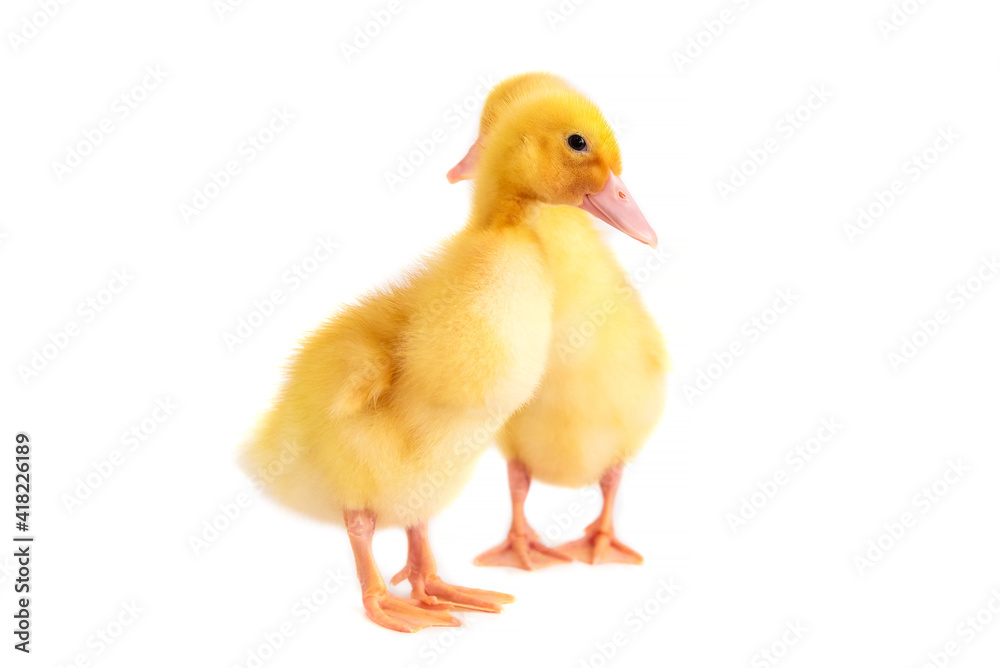 Two yellow ducklings on a white isolated background. Two yellow ducklings on a white isolated background.
