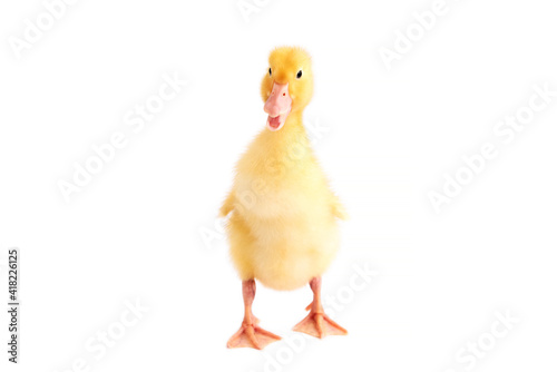 One newborn duckling on a white isolated background.