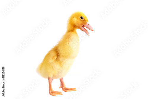 Yellow duckling on a white isolated background.