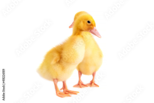 Two yellow ducklings on a white isolated background.