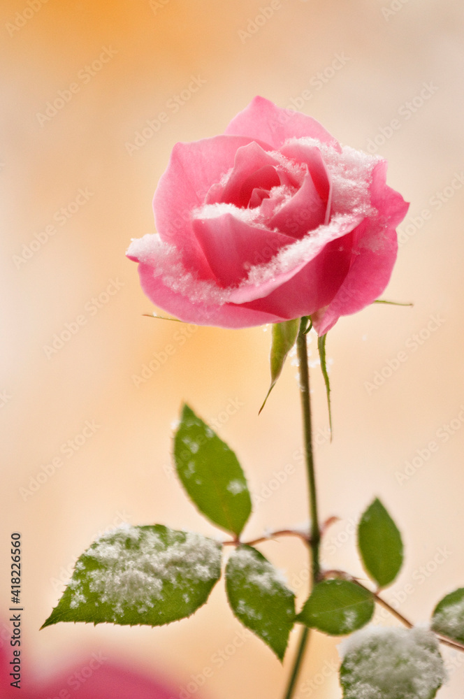 USA, Colorado, Lafayette. Snow flakes on pink rose.