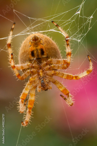 USA, Colorado, Jefferson County. Orb-weaver spider close-up. photo