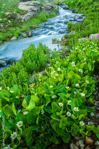 USA, Colorado, San Juan Mountains. Stream cascade and spring marigolds.