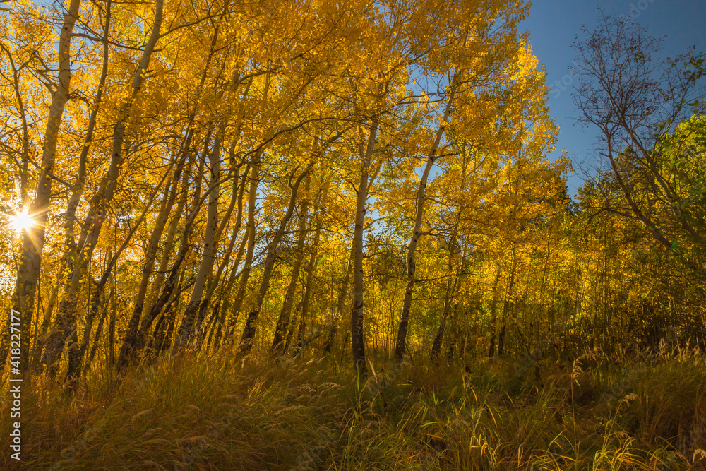 USA, Colorado, Rocky Mountain National Park. Sunburst in aspen grove. USA, Colorado, Rocky Mountain National Park. Sunburst in aspen grove.