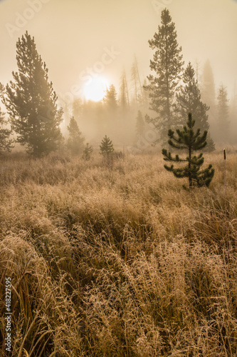 USA, Colorado, Rocky Mountain National Park. Foggy fall sunrise in forest.