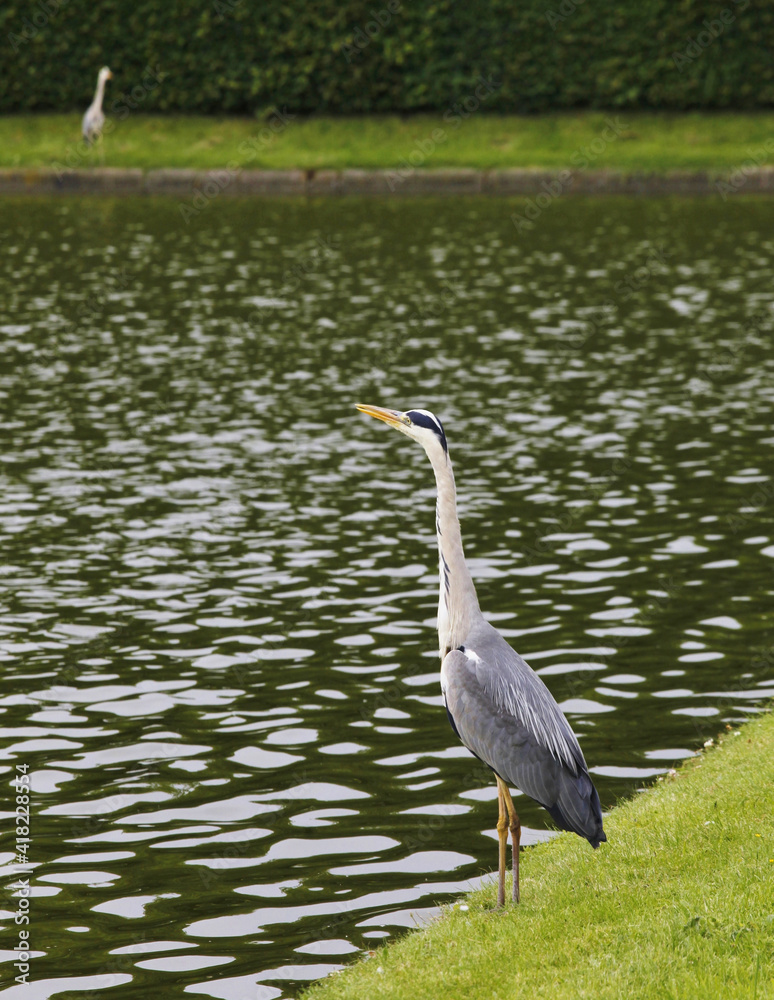 Naklejka premium Heron