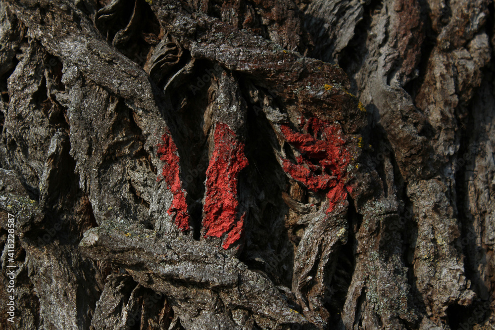 Marking An Old Tree With Red Colour Marking An Old Tree With Red Colour