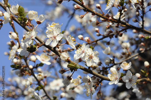 Cherry Bloosom